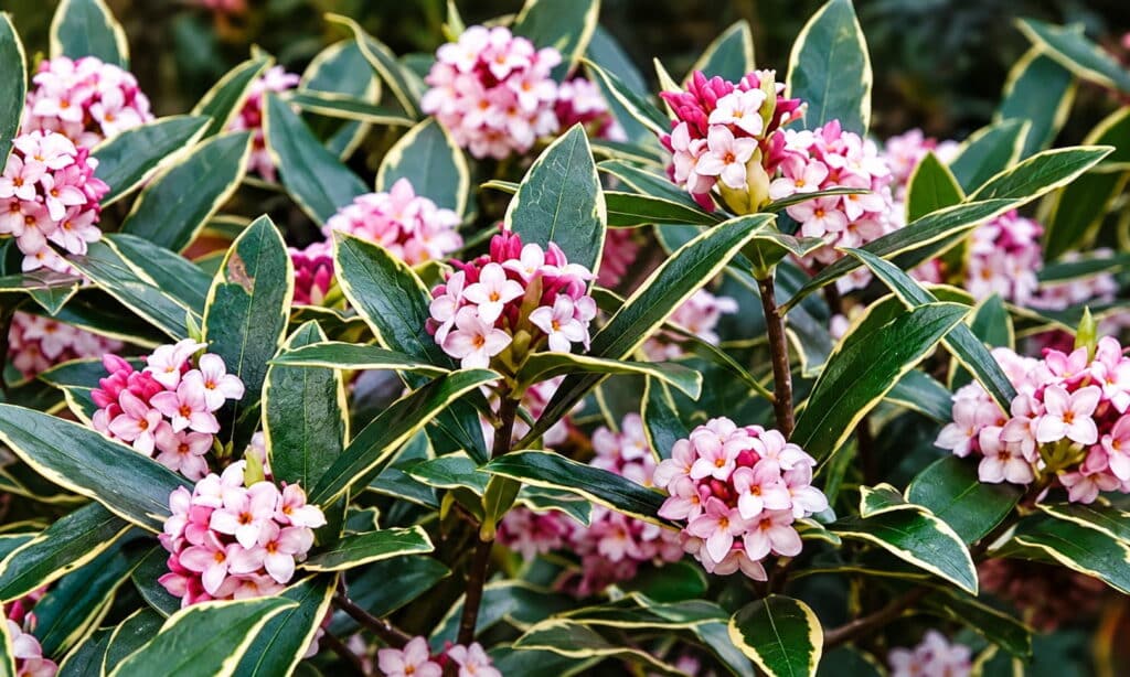 Daphné floraison hivernale Julien Jardinier Bio Jardinier Paysagiste Toulouse