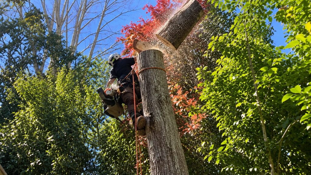 Démontage et abattage d’arbres à Toulouse Jardinier Paysagiste Bio