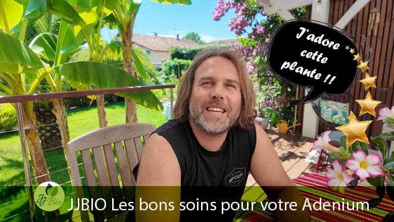 Les bons soins pour votre adenium