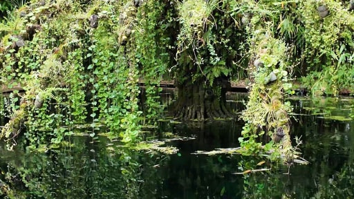 JJBIO L'arbre et l'eau