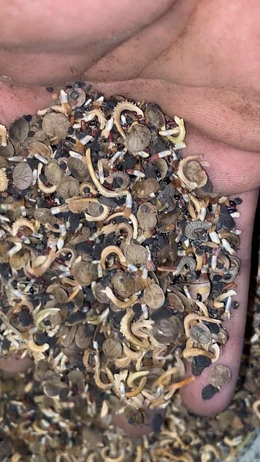 JJBIO Semences prairies fleurie