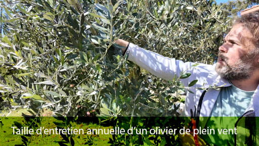 Taille d'un olivier de plein vent par Julien Jardinier bio jardinier paysagiste à Toulouse